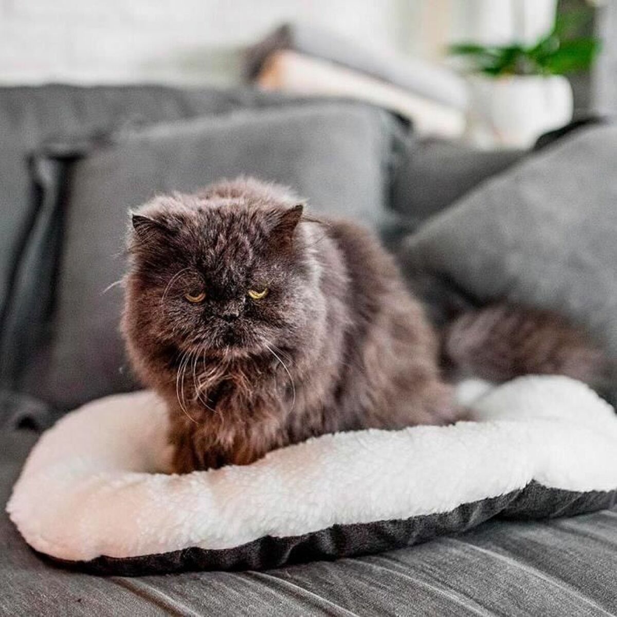 V2H54A7B159734F9FC1FE9B72F7974C96FFR5780209P5